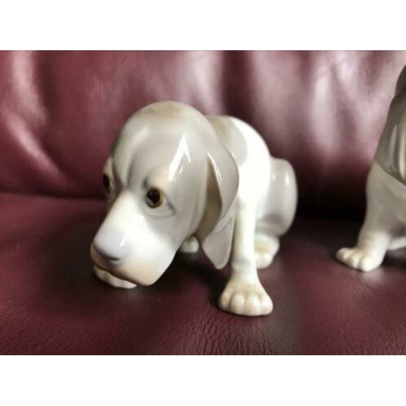 Set van twee pups