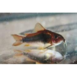 Corydoras bodemvissen, zeer ruime keuze,voor ieder aquarium