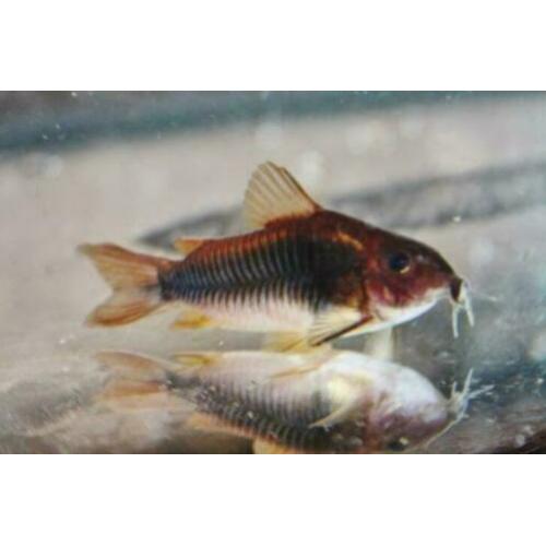 Corydoras bodemvissen, zeer ruime keuze,voor ieder aquarium