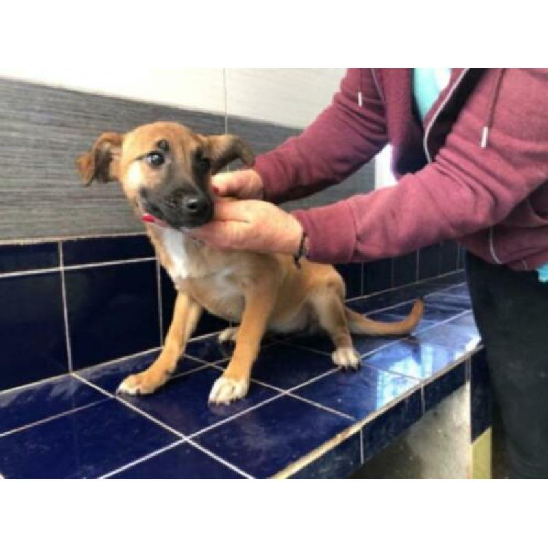 Animal in need: Ylla, binnenkort in NL te bezoeken!