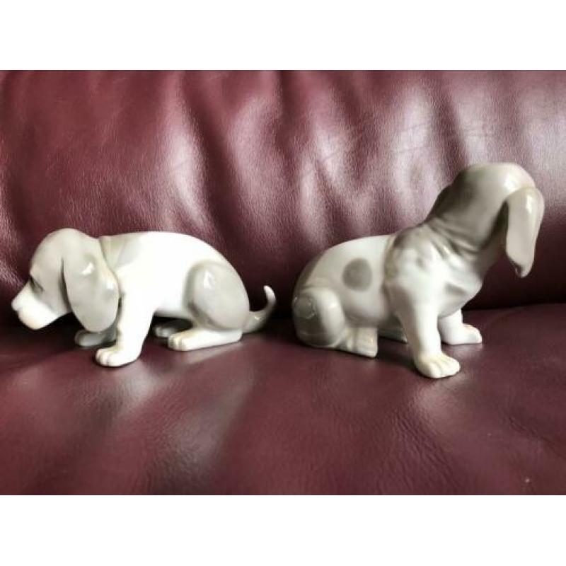 Set van twee pups