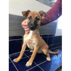 Animal in need: Ylla, binnenkort in NL te bezoeken!