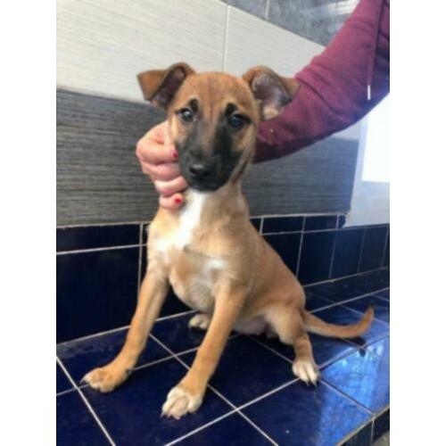 Animal in need: Ylla, binnenkort in NL te bezoeken!