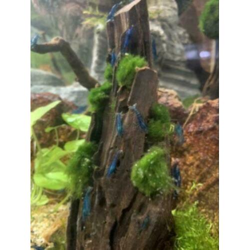 Garnalen "Blue Dream's & Blue Velvet's".