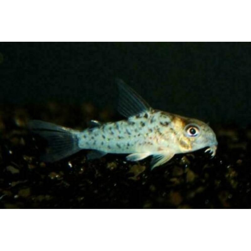 Corydoras bodemvissen, zeer ruime keuze,voor ieder aquarium