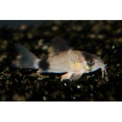 Corydoras bodemvissen, zeer ruime keuze,voor ieder aquarium