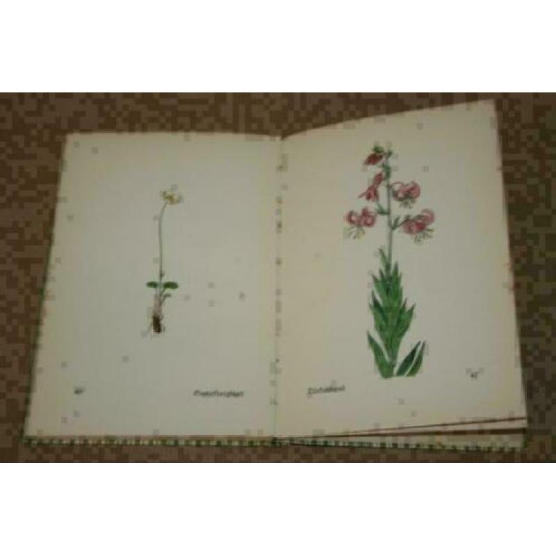 Das Kleine Blumenbuch - Met kleurenplaten - Ca 1920 !!