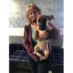 Animal in need: Ylla, binnenkort in NL te bezoeken!