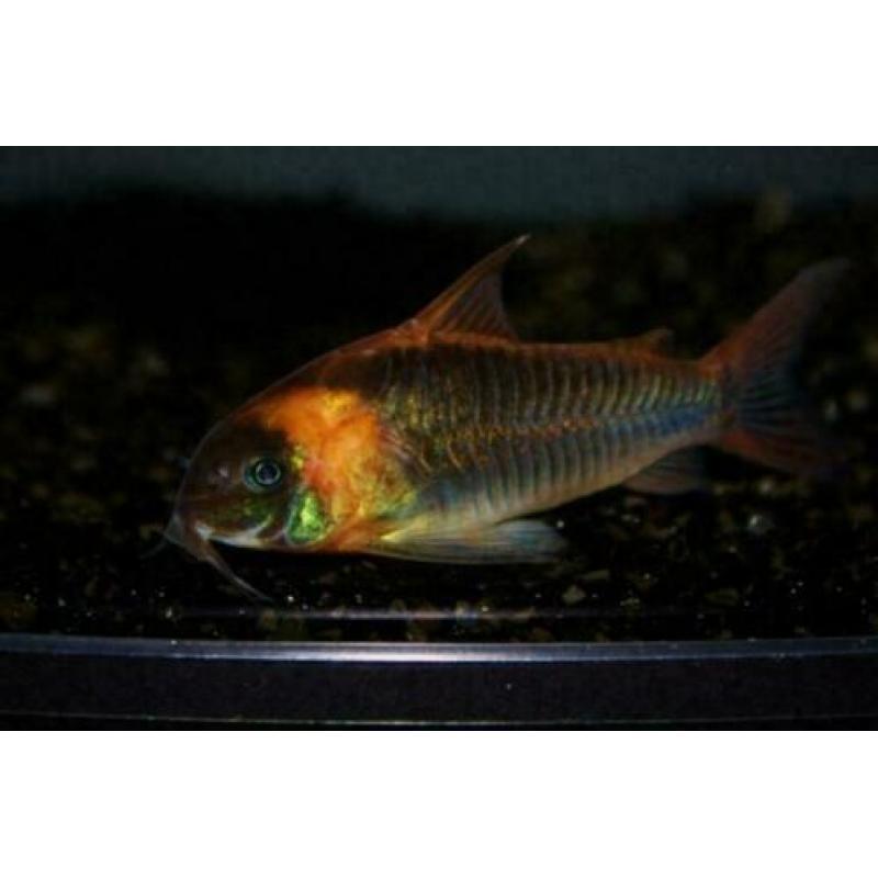 Corydoras bodemvissen, zeer ruime keuze,voor ieder aquarium