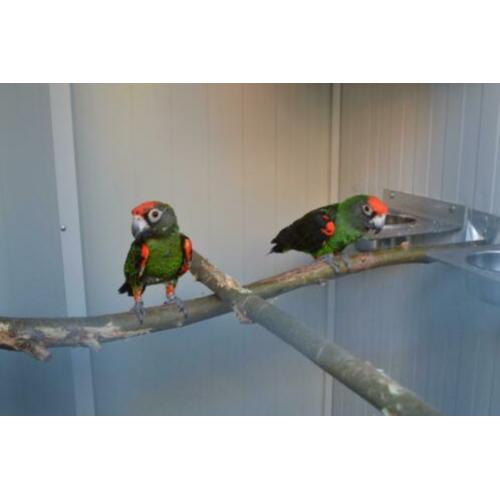 Jardine-papegaai (Poicephalus G.Gulielmi)