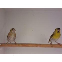 Te koop 1 koppel sijzen bruin split Isabel