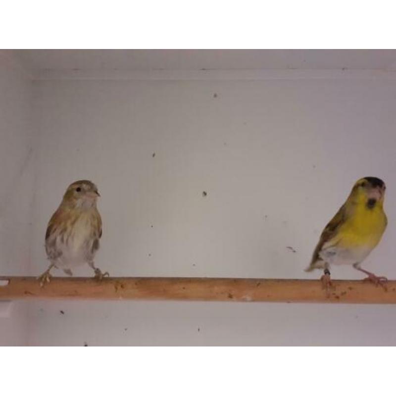 Te koop 1 koppel sijzen bruin split Isabel