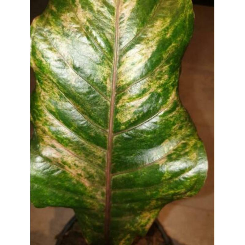 Anthurium Jungle King Variegata