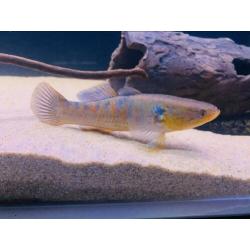 Zeldzame snakehead goby,gar,cichla,datnioides,channa,rog