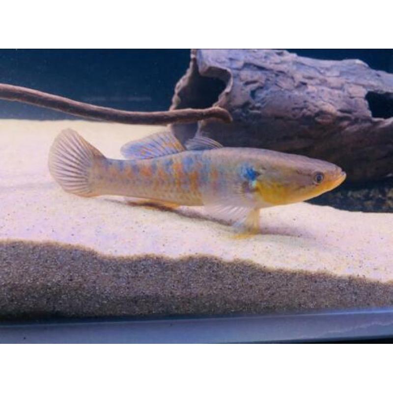 Zeldzame snakehead goby,gar,cichla,datnioides,channa,rog