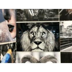 Jaguar glasschilderij 120x80cm Eric kuster stijl