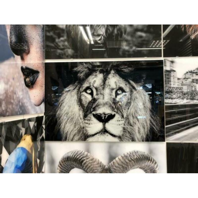 Jaguar glasschilderij 120x80cm Eric kuster stijl