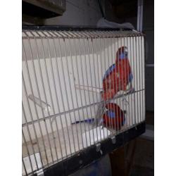 Te koop mooi koppel penanten man wild kleur pop cinnamo