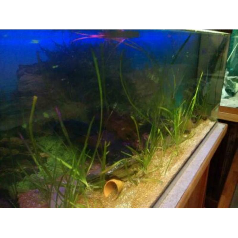 Mooi 1 meter aquarium 160 l met LED, filter, planten, vissen
