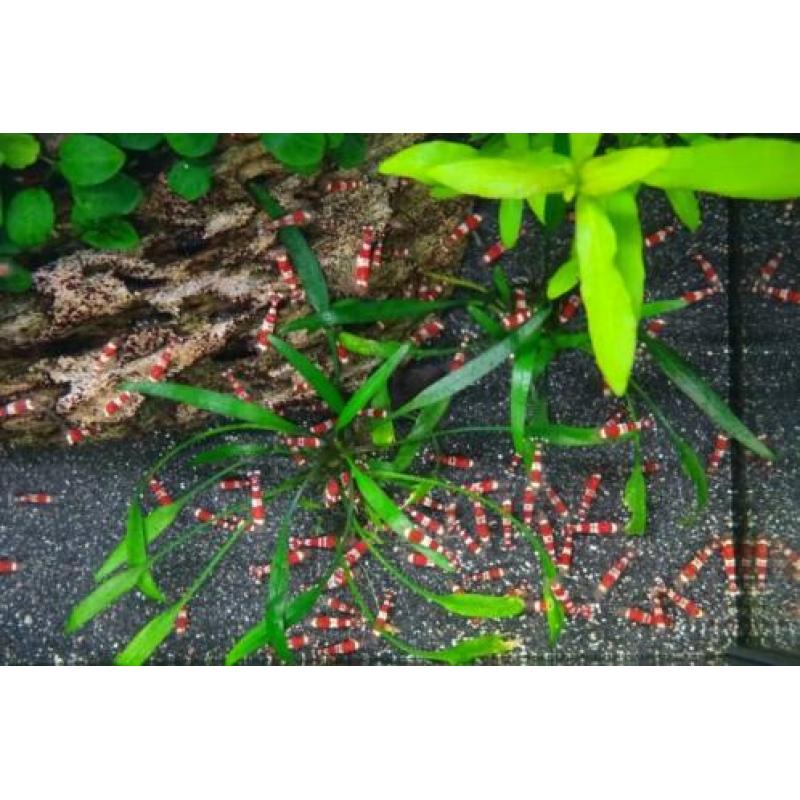 Crystal red Garnalen, per 10 stuks