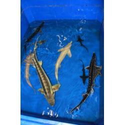 Koi ook Butterfly, Variabele Vijverpomp (10 watt), Steur,
