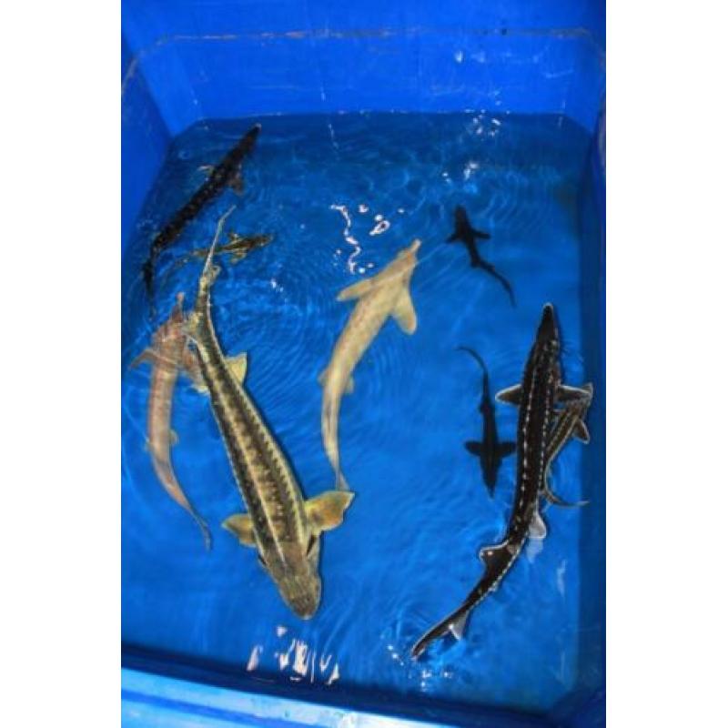 Koi ook Butterfly, Variabele Vijverpomp (10 watt), Steur,
