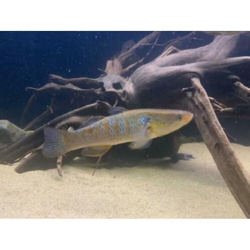 Zeldzame snakehead goby,gar,cichla,datnioides,channa,rog