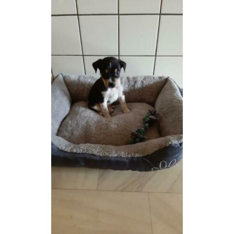 Te koop Boerenfox