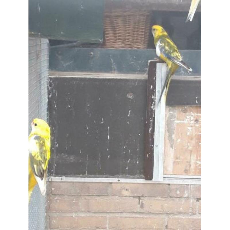 Stel bonte Penanten split blauwbont x geelbont