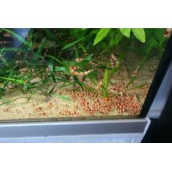 Crystal red Garnalen, per 10 stuks
