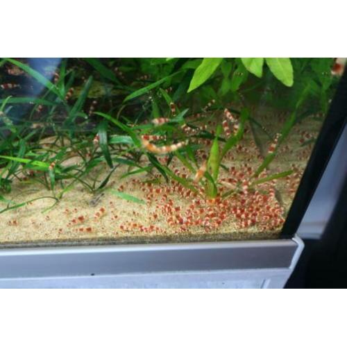 Crystal red Garnalen, per 10 stuks