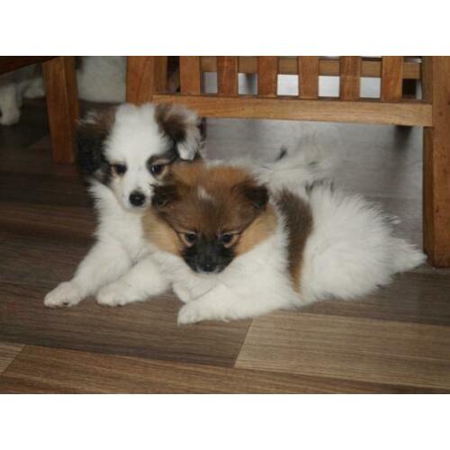 Mooie kruising pups (3/4 kleine kees 1/4 sheltie)