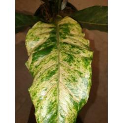 Anthurium Jungle King Variegata