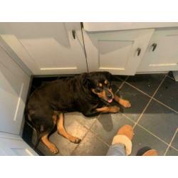 Molly teefje kleine rottweiler