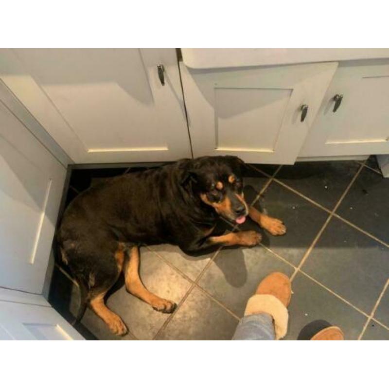 Molly teefje kleine rottweiler