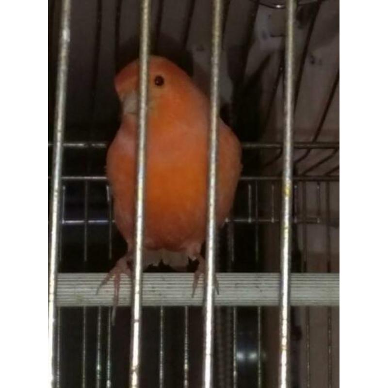 Zeer mooie oranje kanarie man super zanger