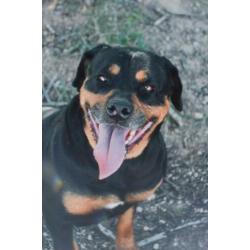 Molly teefje kleine rottweiler