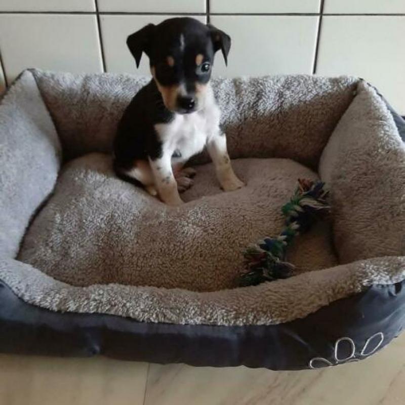 Te koop Boerenfox