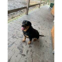 Molly teefje kleine rottweiler