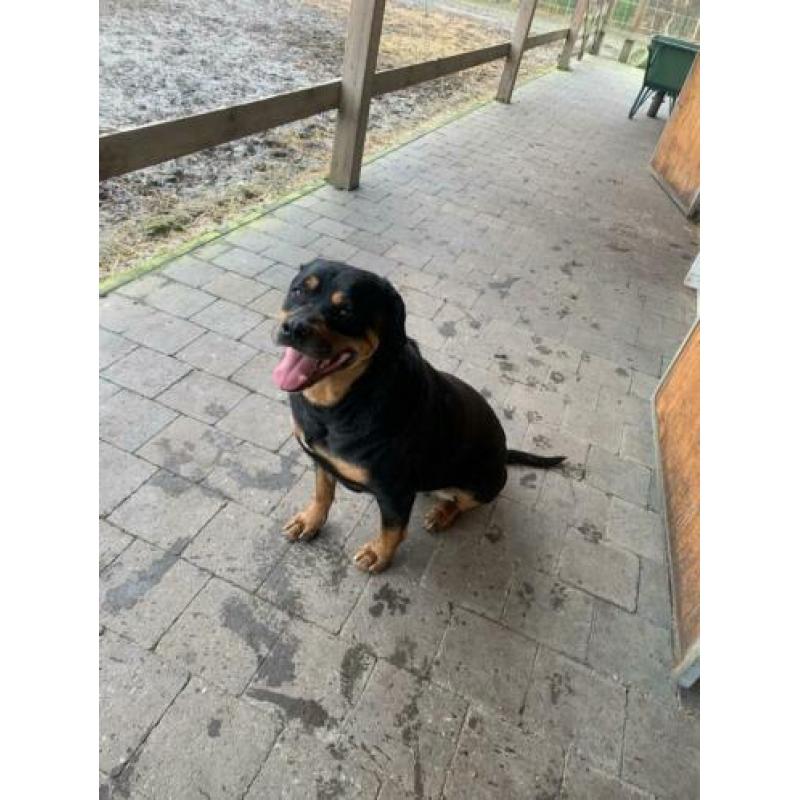 Molly teefje kleine rottweiler