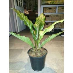 Anthurium Jungle King Variegata