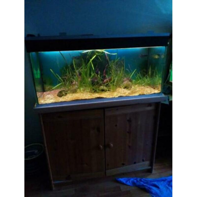 Mooi 1 meter aquarium 160 l met LED, filter, planten, vissen