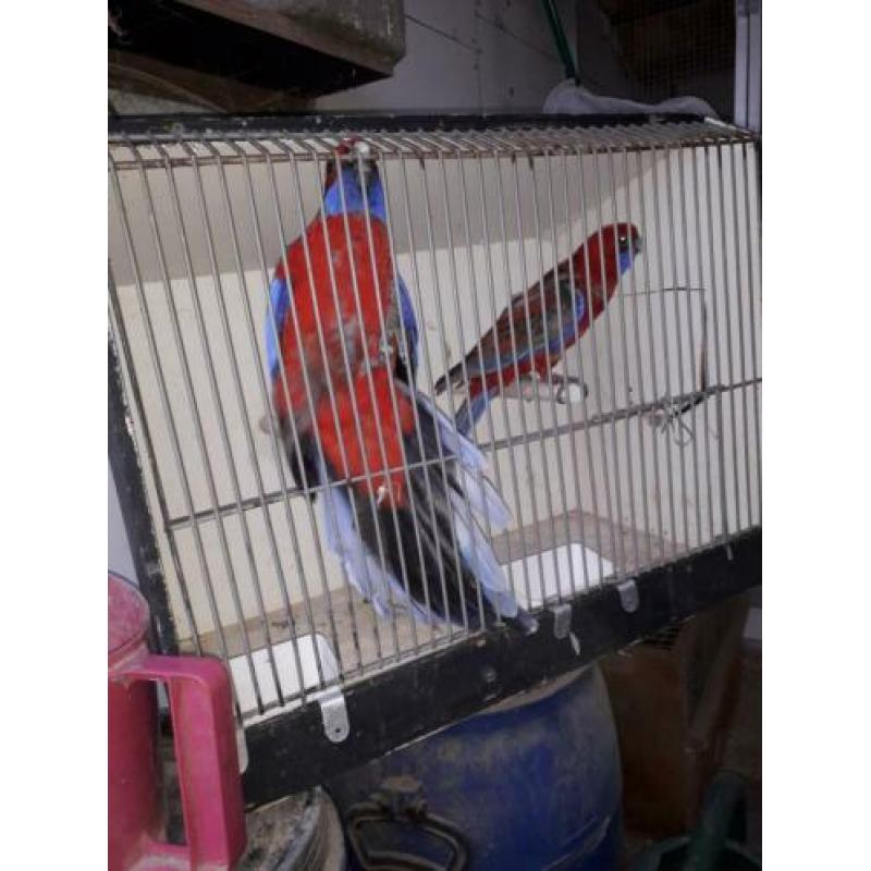 Te koop mooi koppel penanten man wild kleur pop cinnamo