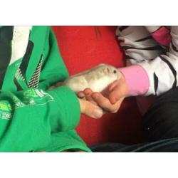 Dwerghamster met toebehoren