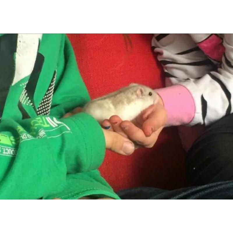 Dwerghamster met toebehoren