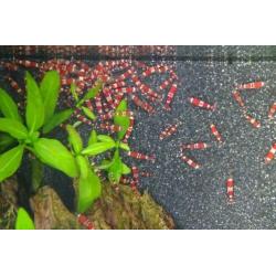 Crystal red Garnalen, per 10 stuks