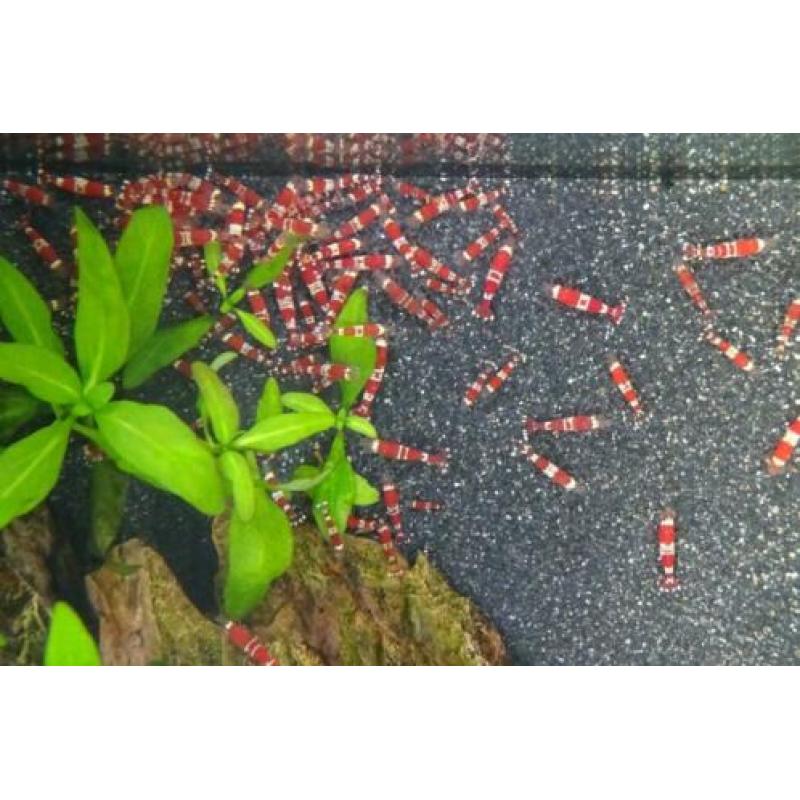 Crystal red Garnalen, per 10 stuks