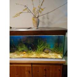Mooi 1 meter aquarium 160 l met LED, filter, planten, vissen