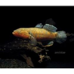 Zeldzame snakehead goby,gar,cichla,datnioides,channa,rog