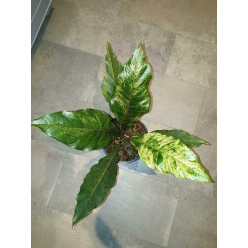Anthurium Jungle King Variegata